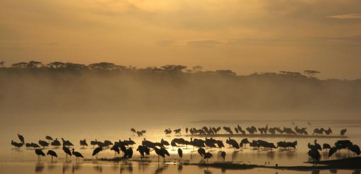 Voyage sur-mesure, Lacs Ndutu & Masek